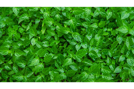 Pepper seedlings grow in spring, a Nature Photo by yanadjana