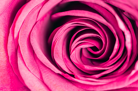 Bright rose closeup, a Nature Photo by Rufiyana