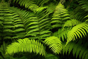 Lush green ferns in the native rainf, a Photo by Iftikhar Alam
