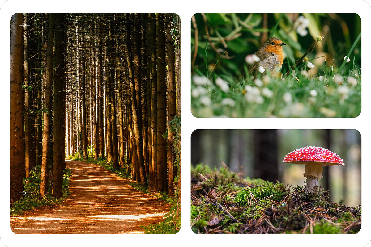 Advanced Film Overlays | 4K + 1080P, a Social Media Template by Wild State (Photo 5 of 8)