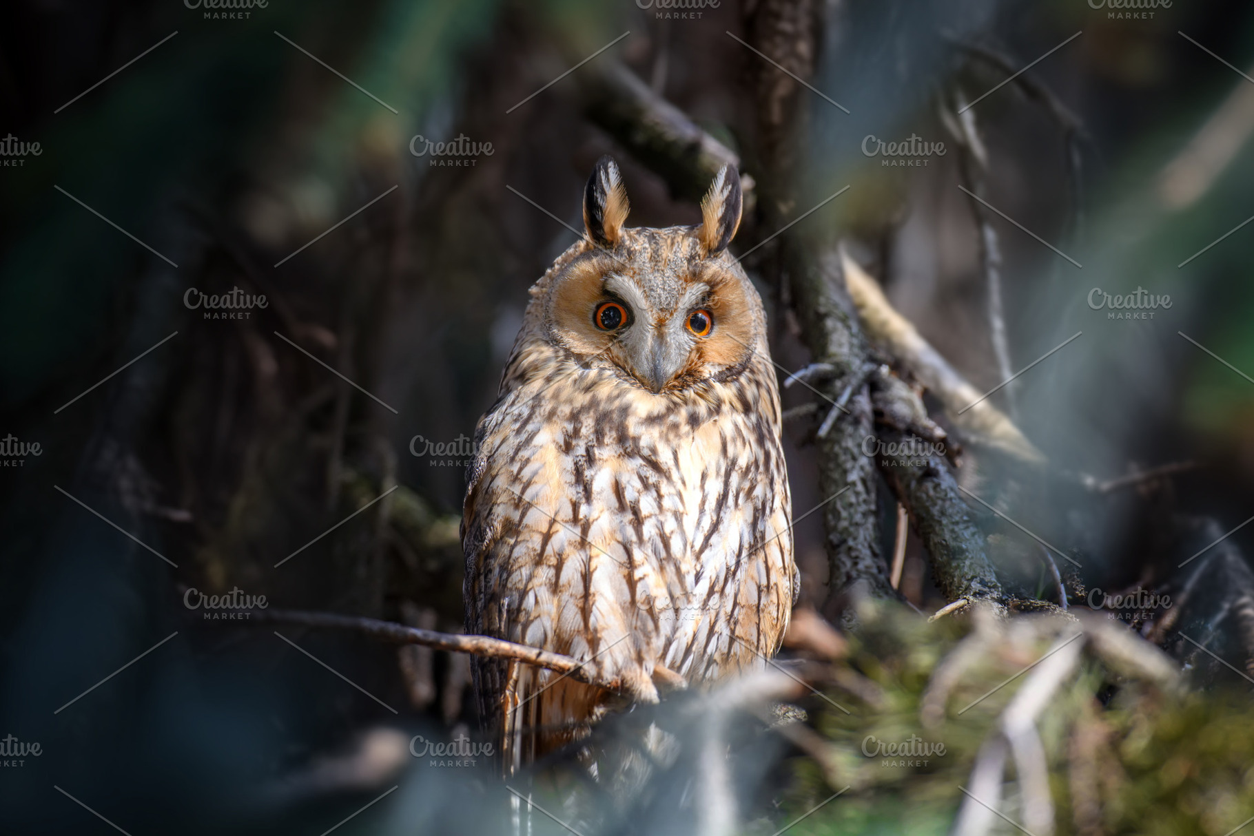 Owl sit in a tree and looking on the the camera, an Animal Photo by Byrdyak