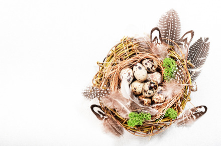 Spring Easter holiday white background with quail eggs and feath, a Holiday Photo by 5PH