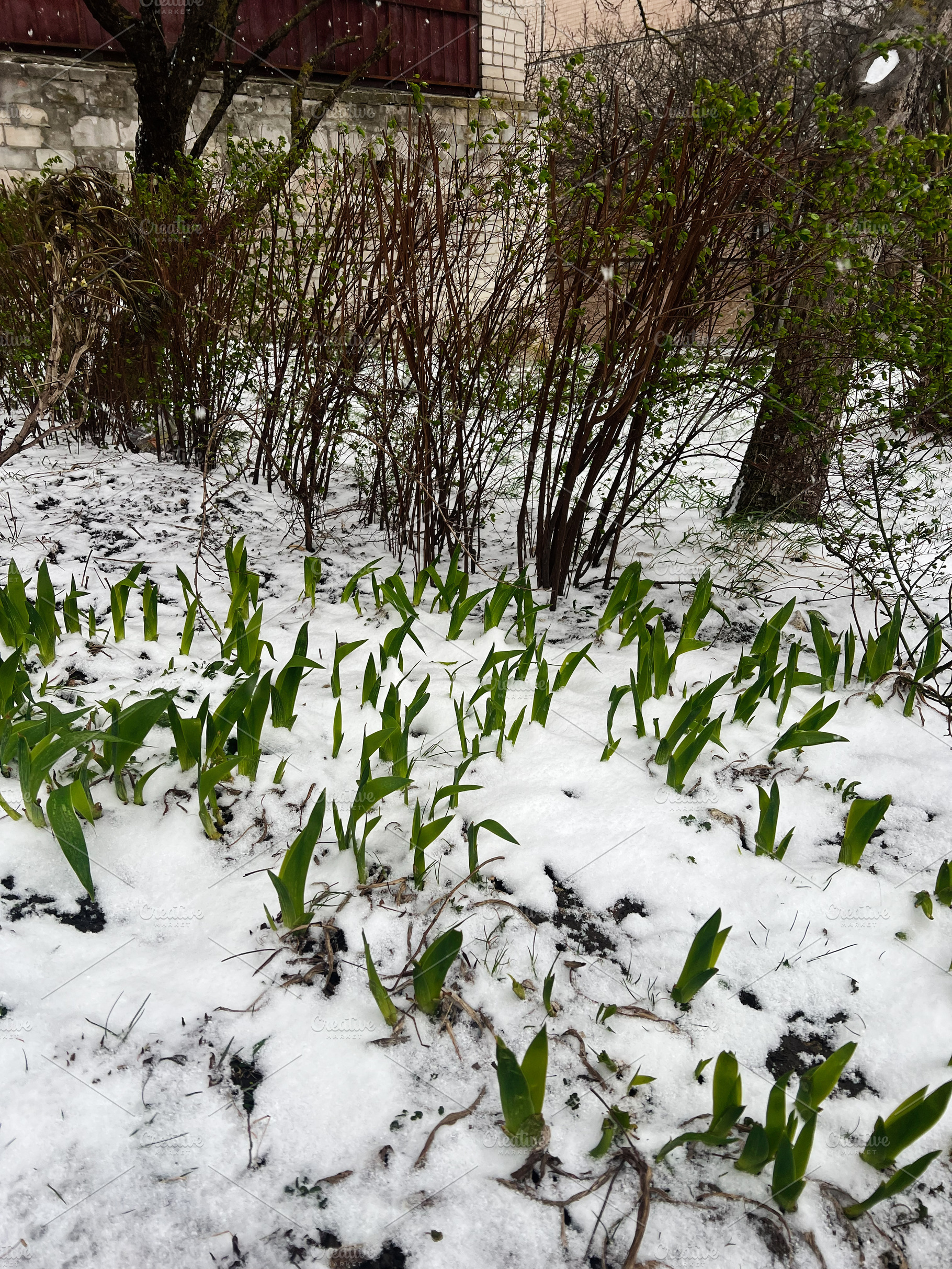 Spring shoots emerging through snow in a garden against bare branches and trees, a Photo by AS photostudio