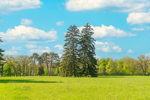 Green park forest panorama with green trees, a Nature Photo by Vapi