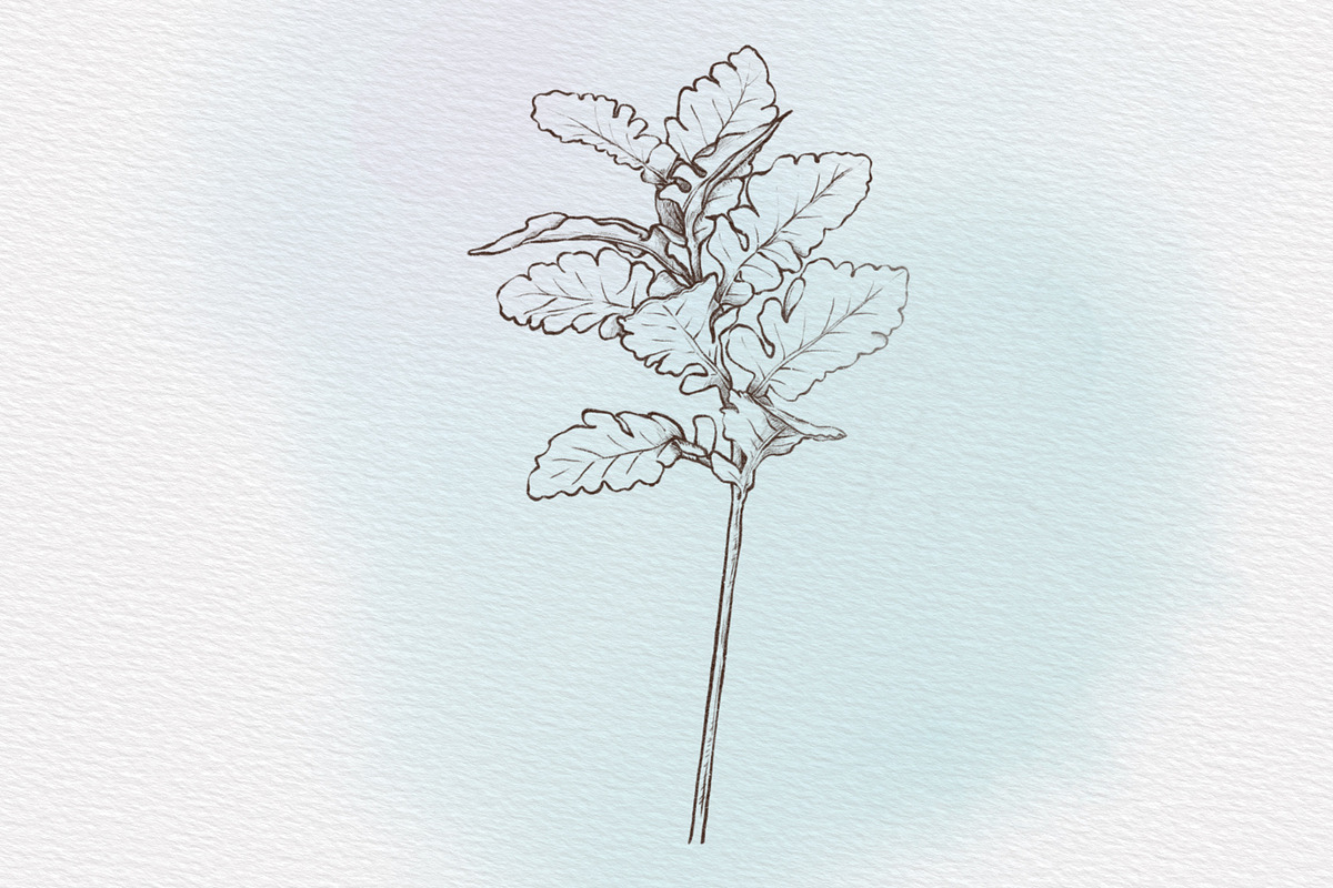 Winter & Christmas Plants,Procreate, a Brush Add-On by Sense Library (Photo 4 of 11)