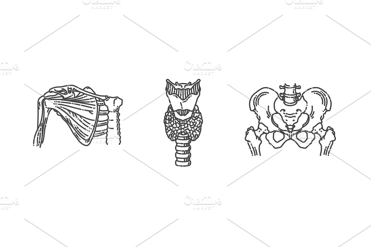 Human Skeleton Structure Symbols, a Healthcare Illustration by Tettygreen (Photo 3 of 3)