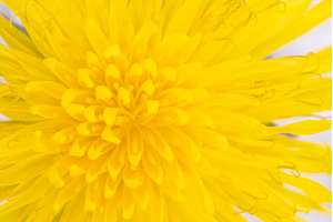Vibrant Yellow Dandelion Flower, a Nature Photo by Pakosta