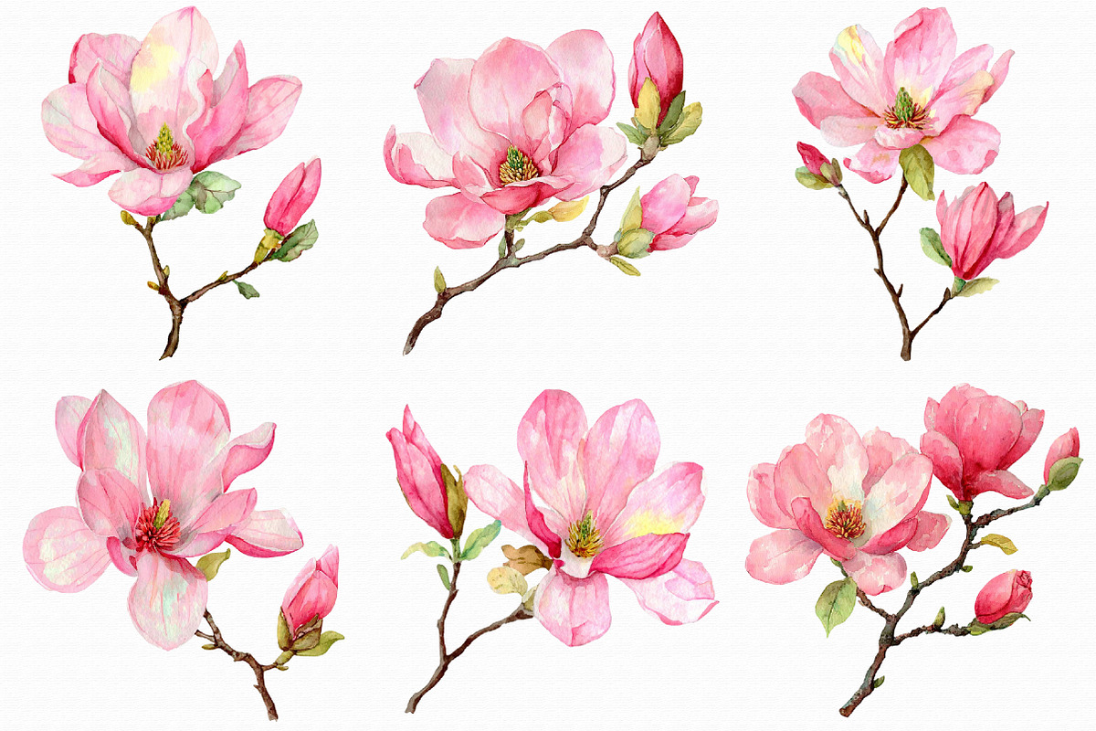 Watercolor Pink Magnolia clipart, an Illustration by Libby Wishes (Photo 5 of 7)