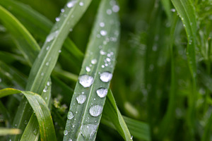 Dewdrops glisten on green grass blades after rain, a Nature Photo by OSORIOartist