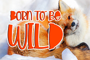 Little Foxie - Two Styles Font, a Font by Dm Studio (Thumbnail 3 of 6)