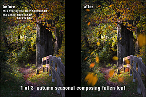 Autumn Seasonal Leaf Overlays