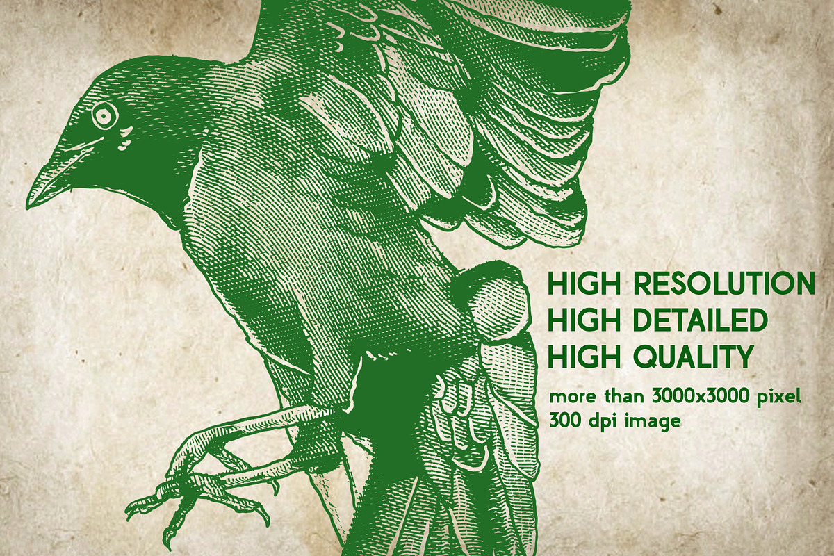Crow Illustration Engraving Pack, an Illustration by Adan F Maruciel (Photo 2 of 5)