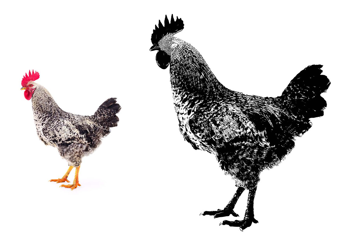 Animal Photo to Tracing, an Action Add-On by MRI STUDIO (Photo 6 of 10)