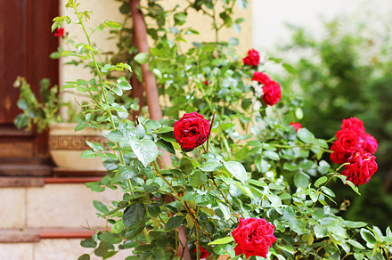 Rose garden containing rose, gardening, and pink