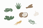 Medicinal Plants Illustration, an Object Graphic by Jump Studio (Thumbnail 3 of 4)