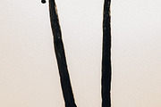 Vanilla Pods, an Arts & Entertainment Photo by Marie Dumora (Thumbnail 5 of 5)