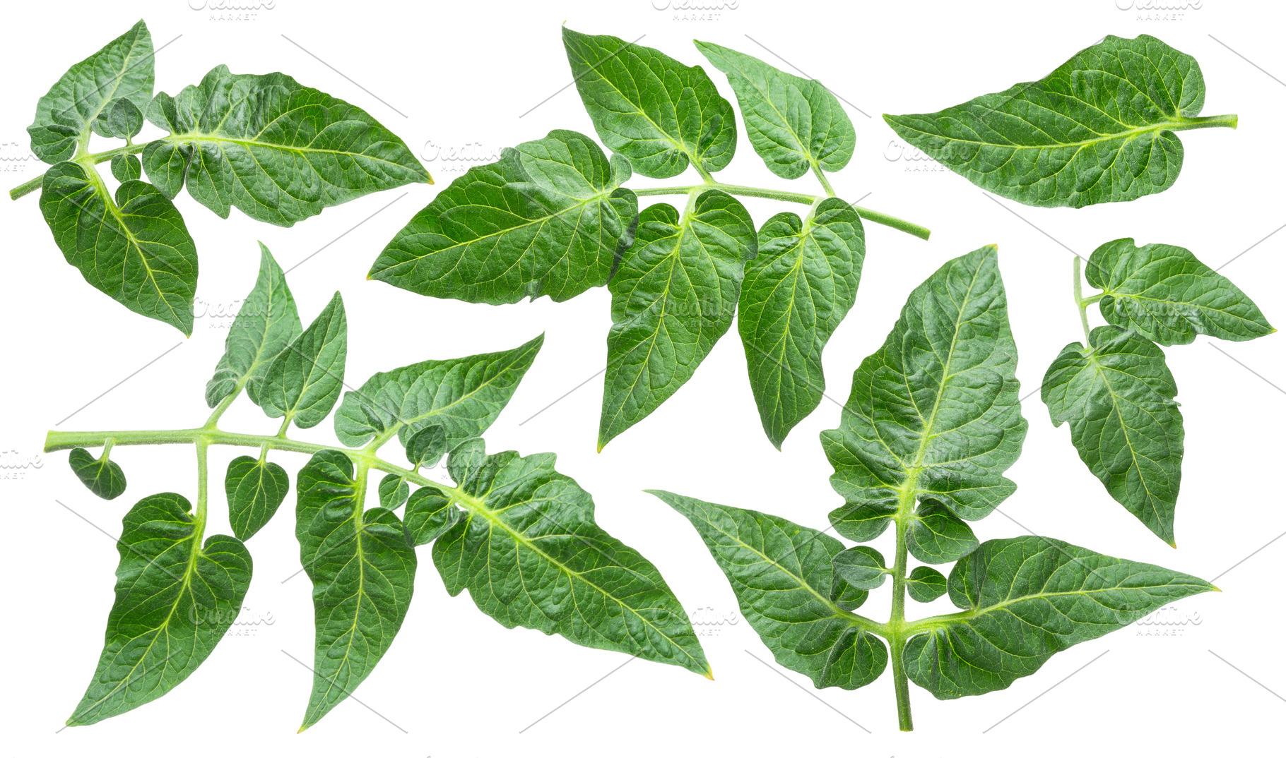 Set of fresh green tomato leaves isolated on white background. F, a Food & Drink Photo by Volff