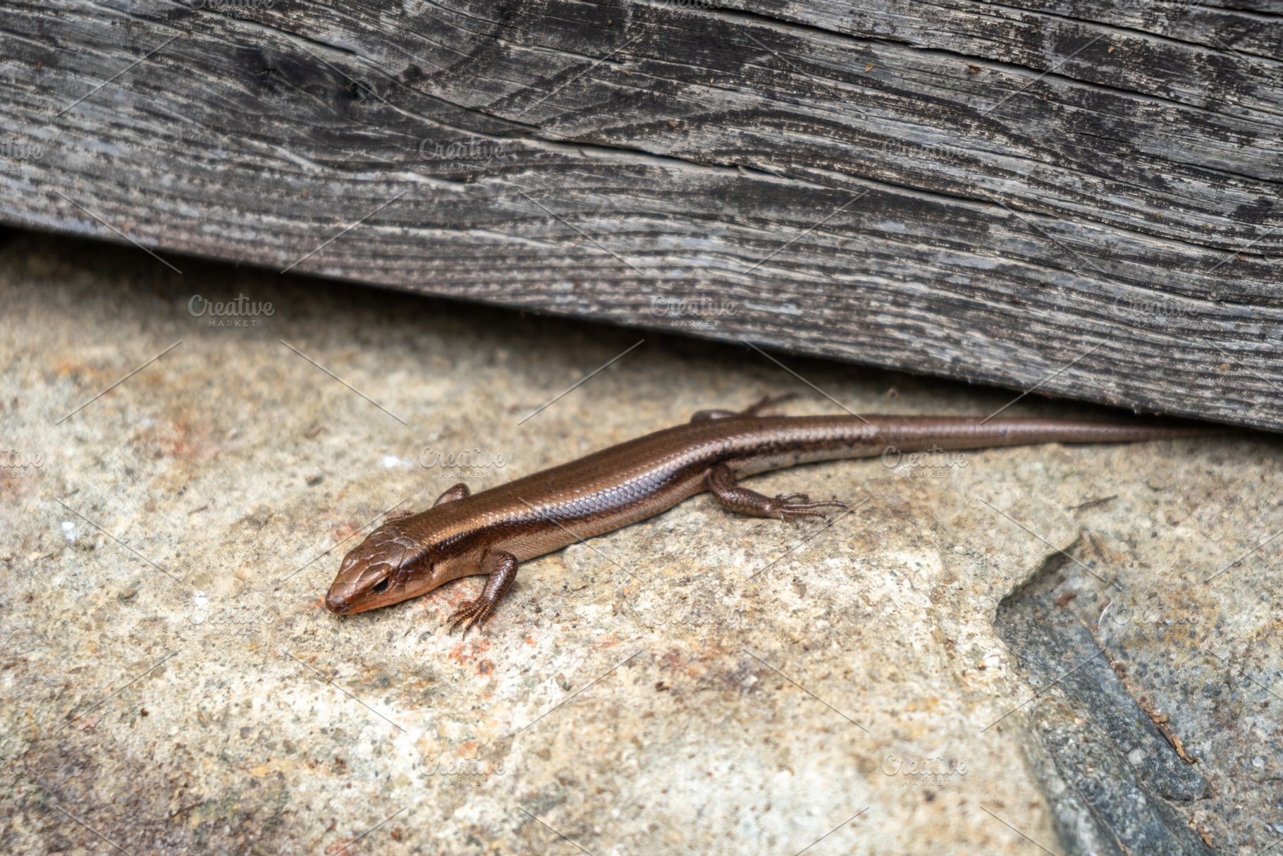 Japanese skink resting on stone in Takayama, Japan, an Animal Photo by GoodGoods