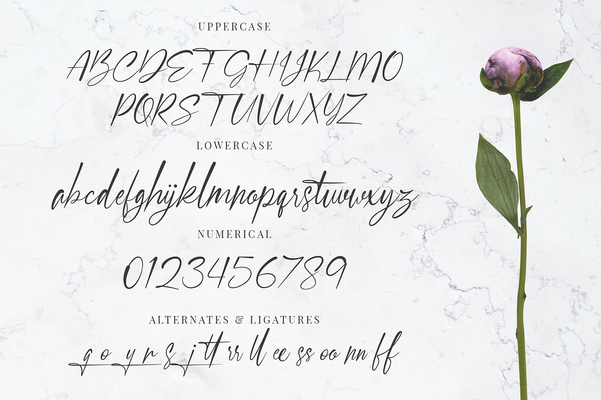 Signastory, a Script Font by SusiType (Photo 8 of 8)