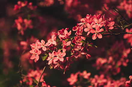 Red apple blossoms featuring apple, flower, and tree, a Nature Photo by Nature and travel