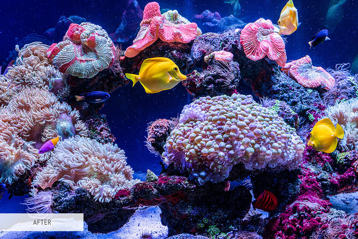 Underwater Photography Presets, a Plug-in Add-On by FixThePhoto (Photo 3 of 32)