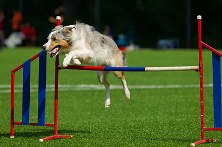 Border collie breed dog for a walk o stock photo containing dog and run, an Animal Photo by oleghz