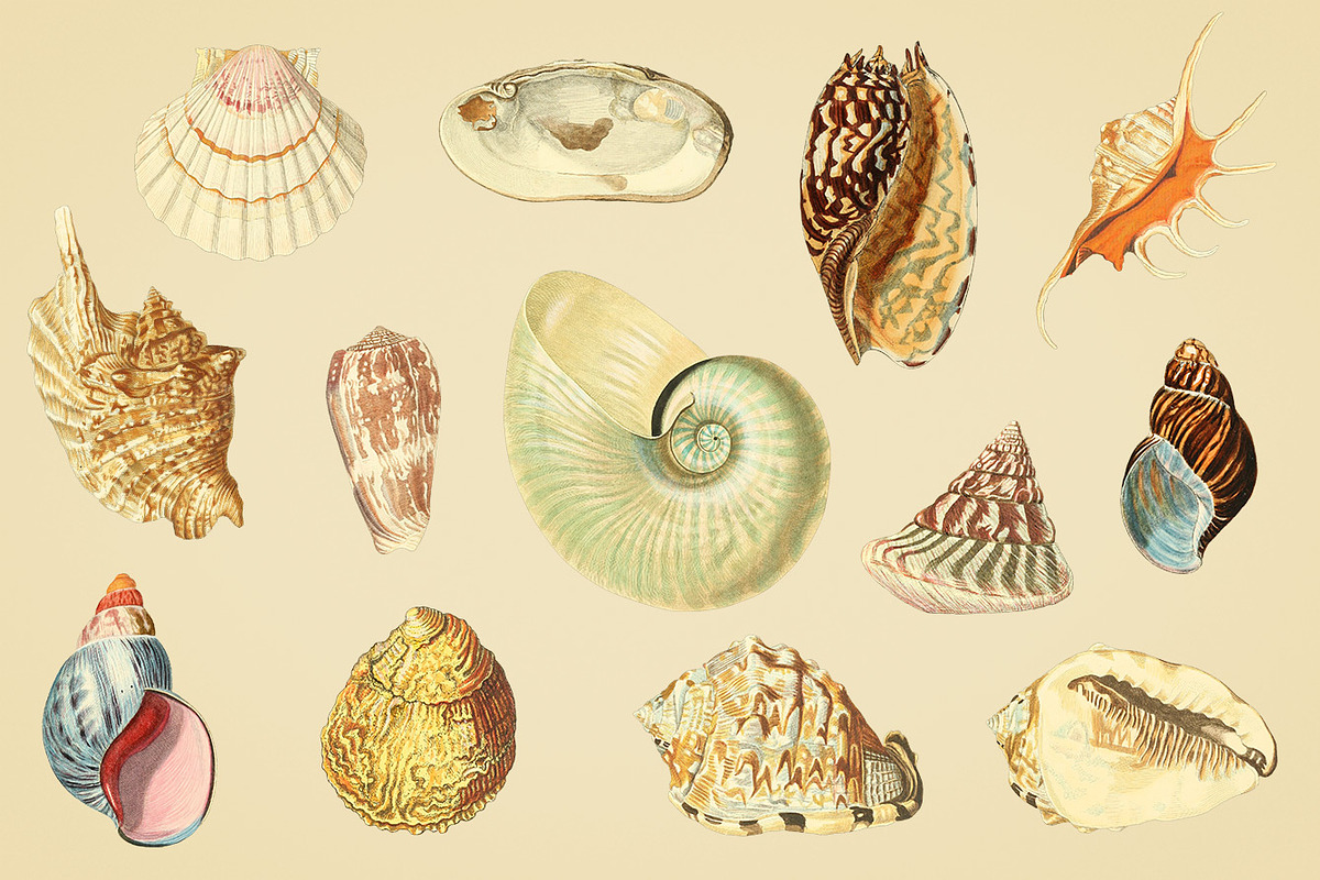 Shells - Vintage Color Illustrations, an Illustration by Graphic Goods