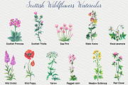 Scottish Wildflowers, an Object Illustration by FITALARTSNEDIGI (Thumbnail 3 of 7)