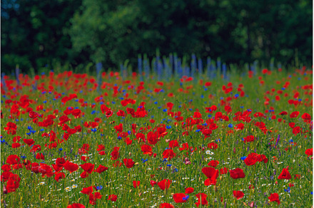 Red poppies meadow in Lithuania