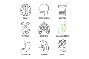 Internal Organs Linear Icons Set