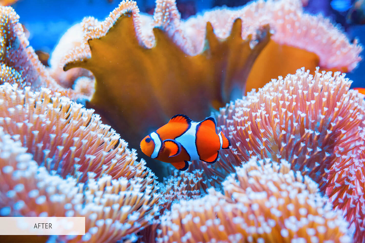 Underwater Photography Presets, a Plug-in Add-On by FixThePhoto (Photo 5 of 32)