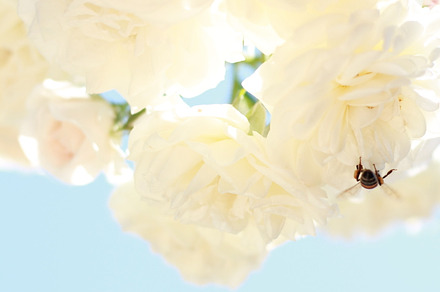 Botanical garden stock photo containing flowers and floral