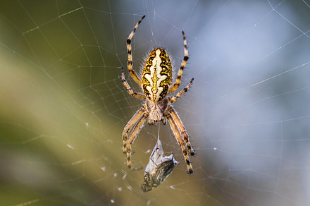Crusader Spider with his Prey
