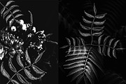 Minimalistic Floral Illustrations, a Decorative Illustration by Chimerique (Thumbnail 2 of 9)
