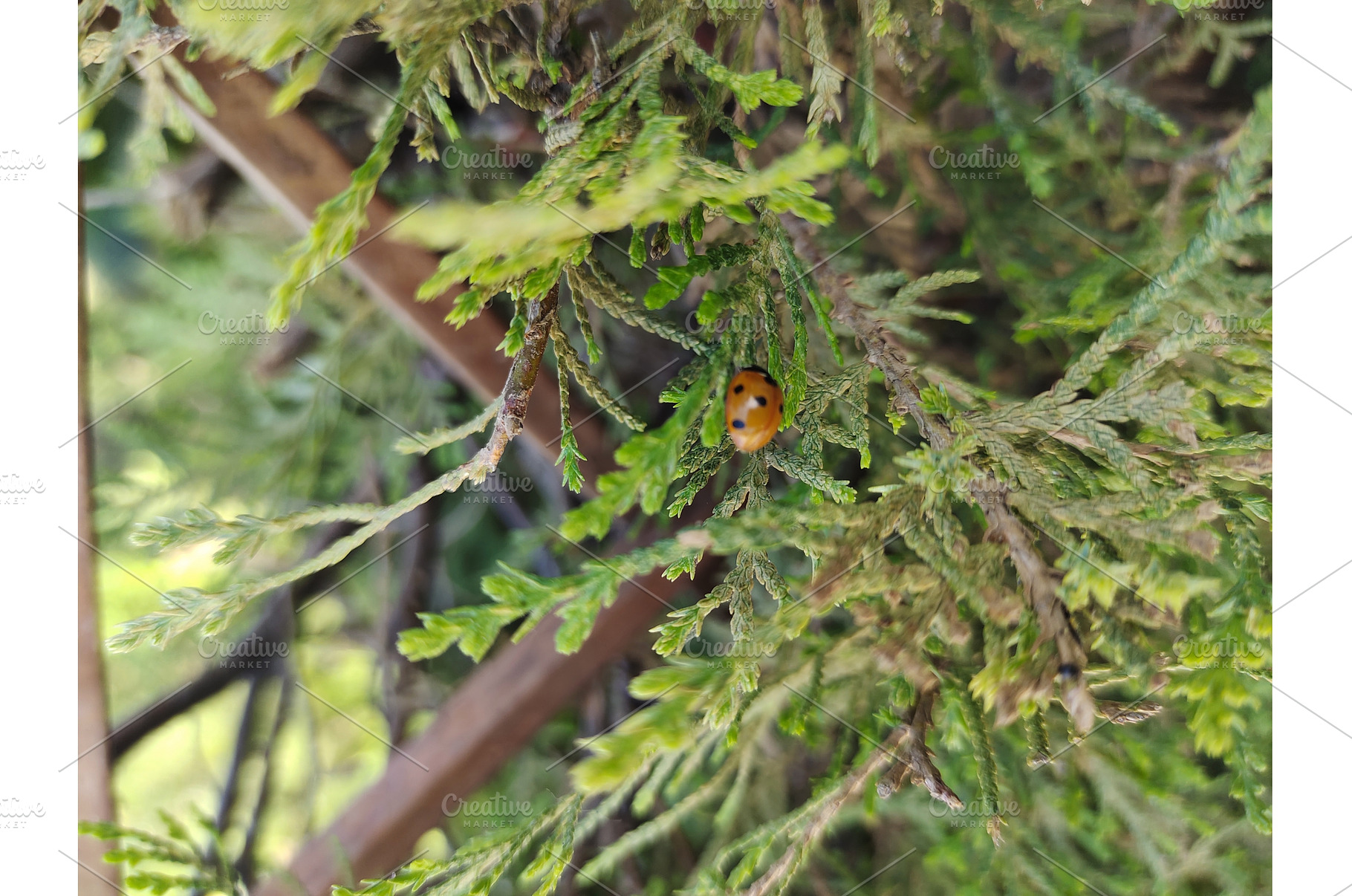 Bright red ladybug on leaf., an Animal Photo by LogosDen