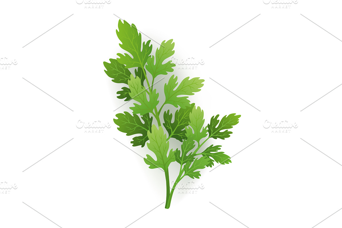 A vibrant sprig of parsley, an Object Illustration by Things for designers