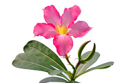 Pink Desert Rose Digital Print, a Nature Photo by VietArtworks (Thumbnail 6 of 6)