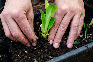 man shaping soil around a young lettuce plant, a Photo by Nito