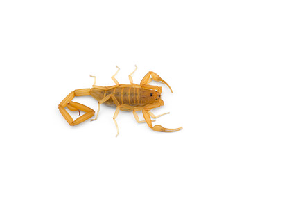 Yellow deadly dangerous scorpion, an Animal Photo by AnimalArt