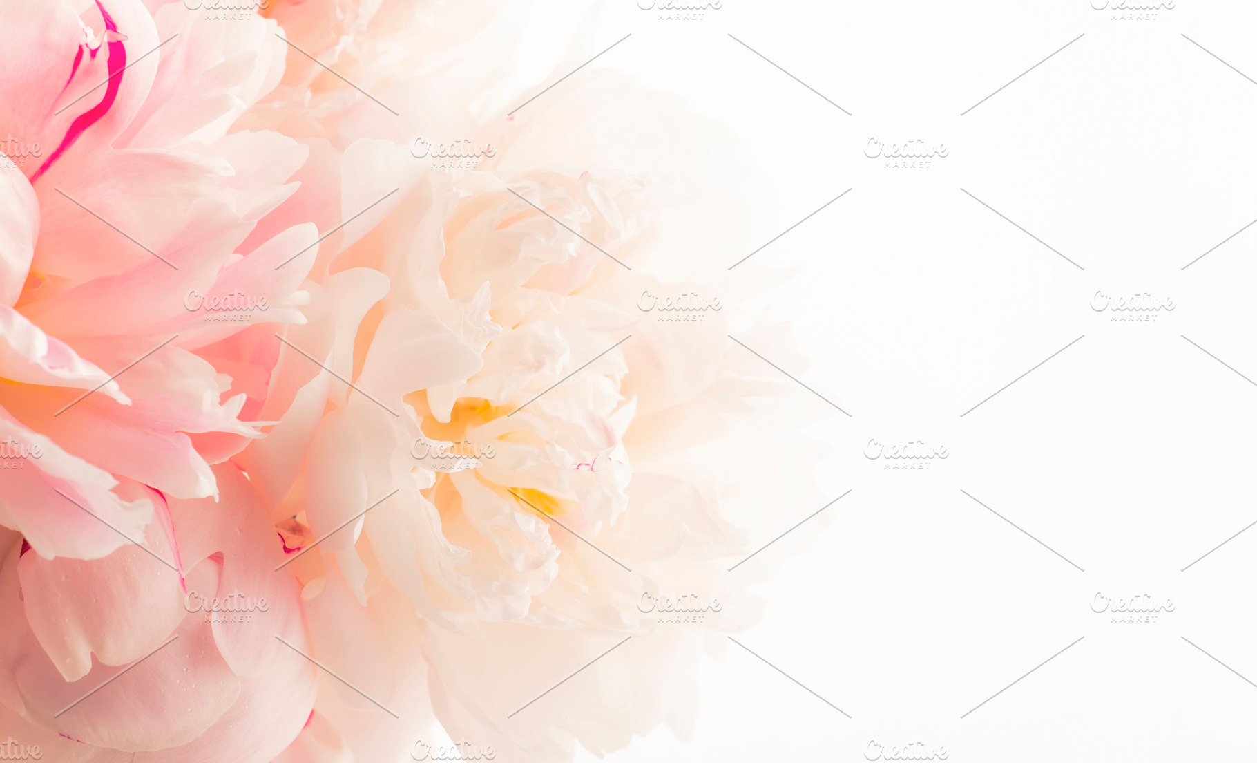 Gorgeous delicate pink peonies, blooming tender natural backgrou, a Nature Photo by 5PH