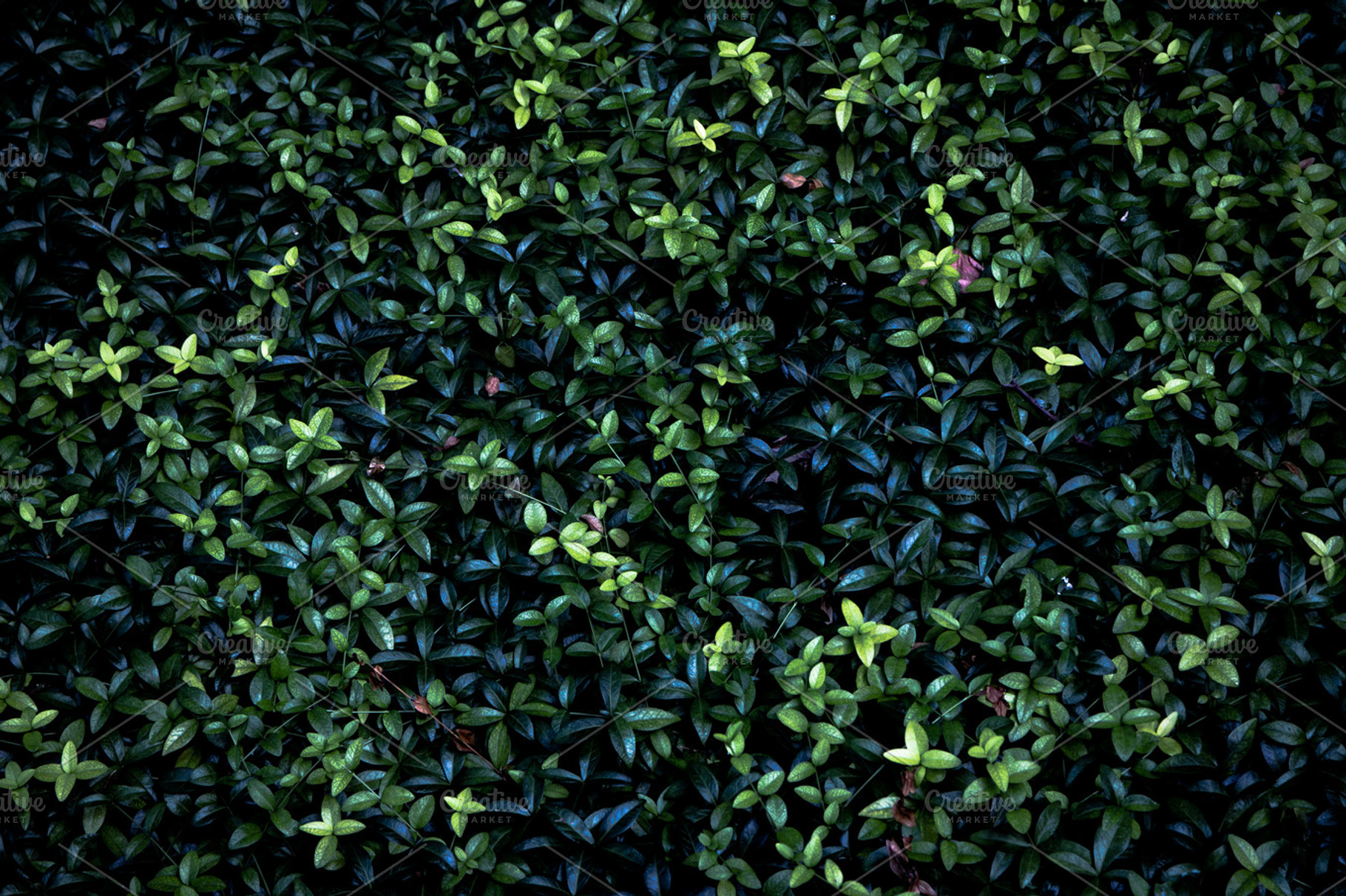 Dark green leaves background stock photo containing leaves and plants, a Nature Photo by c l a r a X Y