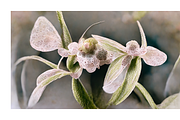 Orid Co. Orchid Flower art, a Texture Illustration by milatovar (Thumbnail 9 of 16)