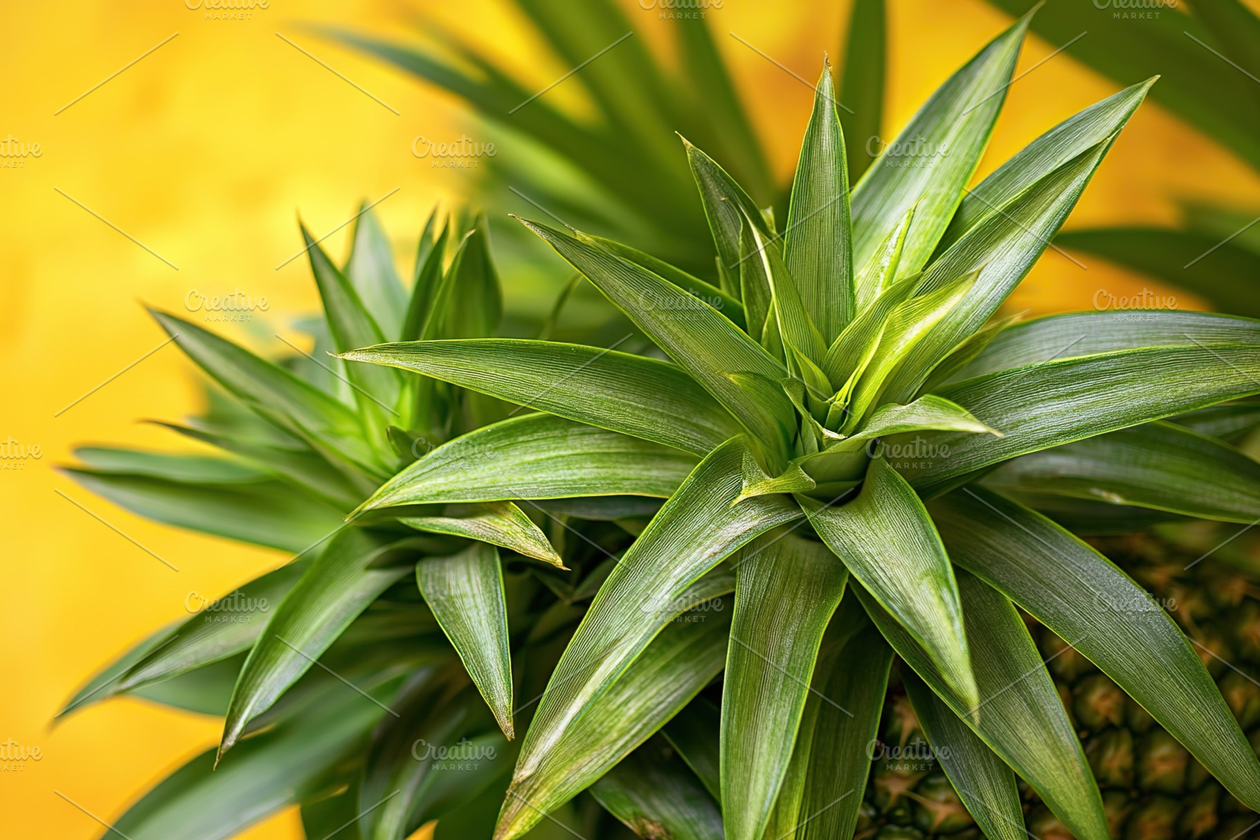 Vibrant green pineapples showcasing fresh foliage in a tropical setting, a Food & Drink Photo by AlyaAnd