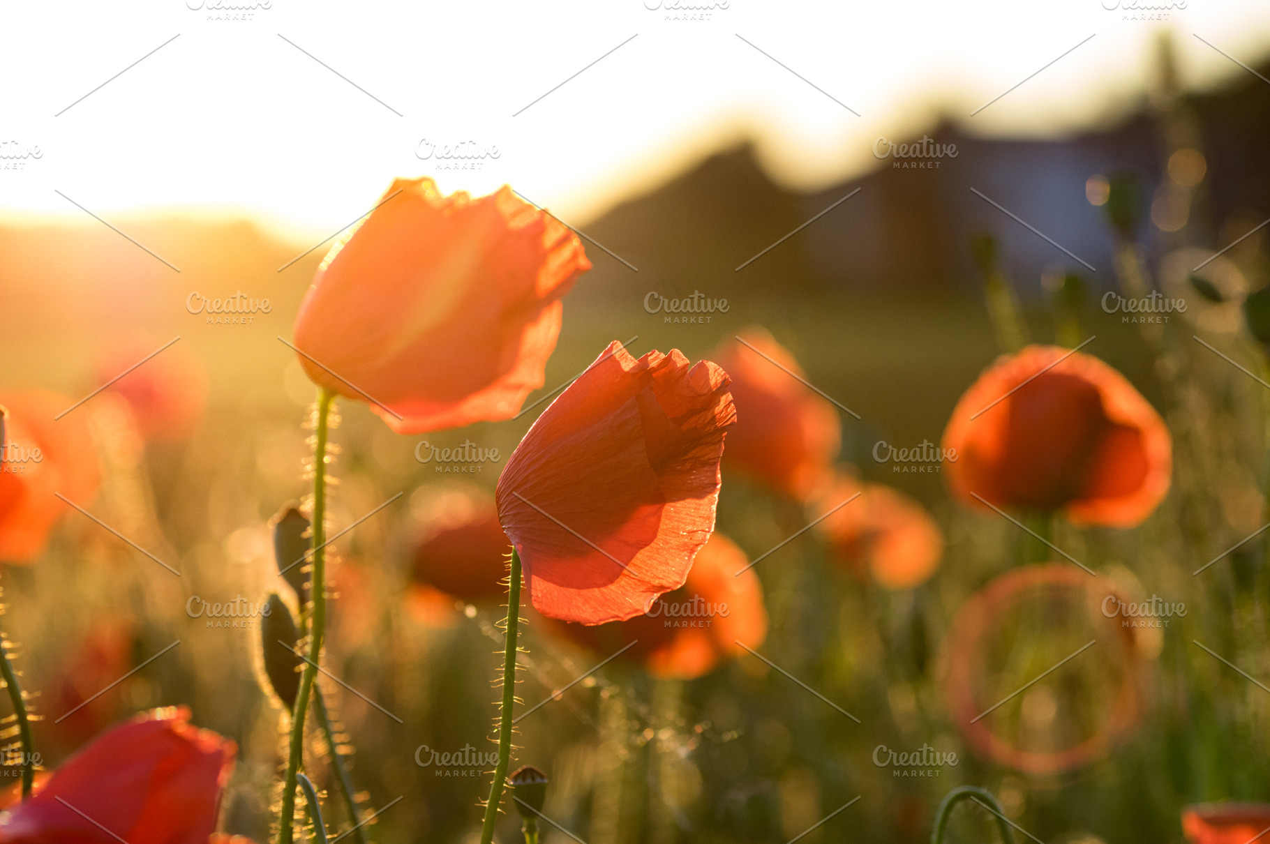 Field of corn poppies 1 featuring poppies, corn, and field, a Nature Photo by Photo shack