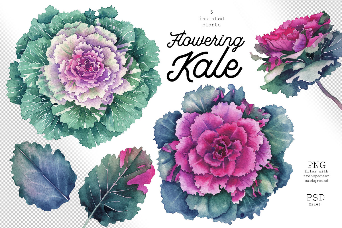 Watercolor Flowering Kale, a Decorative Illustration by Ekaterina Glazkova (Photo 2 of 7)