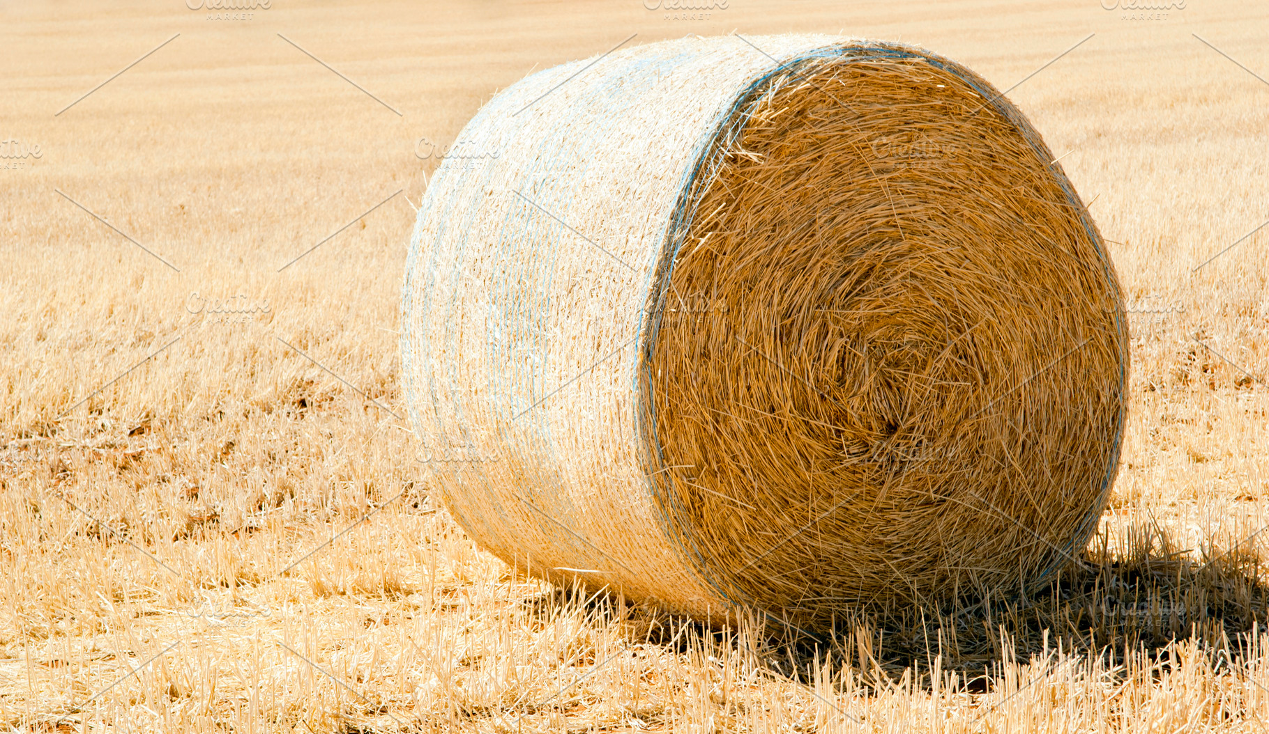 Harvest Time, a Nature Photo by THP Creative