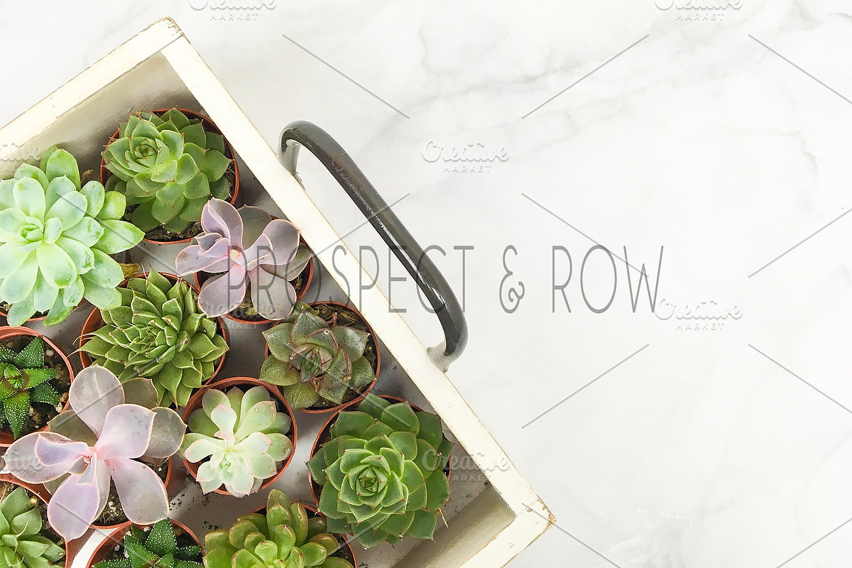 Succulent Photo Bundle, a Photo by Hudson Lark Studio (Photo 3 of 8)
