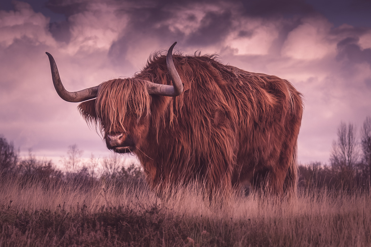 300 Professional Lightroom Presets, an Action Add-On by Madison Colt Studios (Photo 18 of 29)
