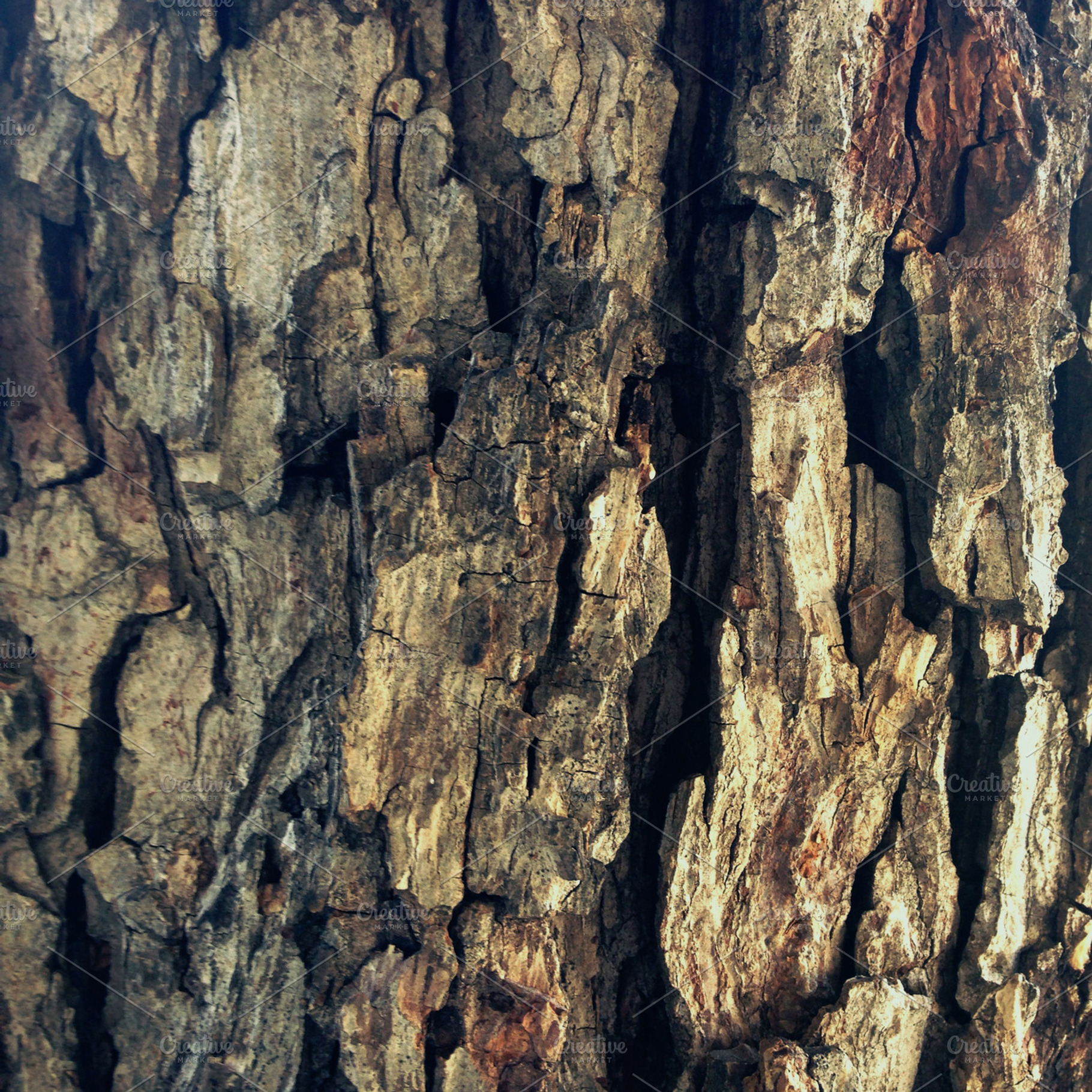 Bark Containing Tree Bark And Photo