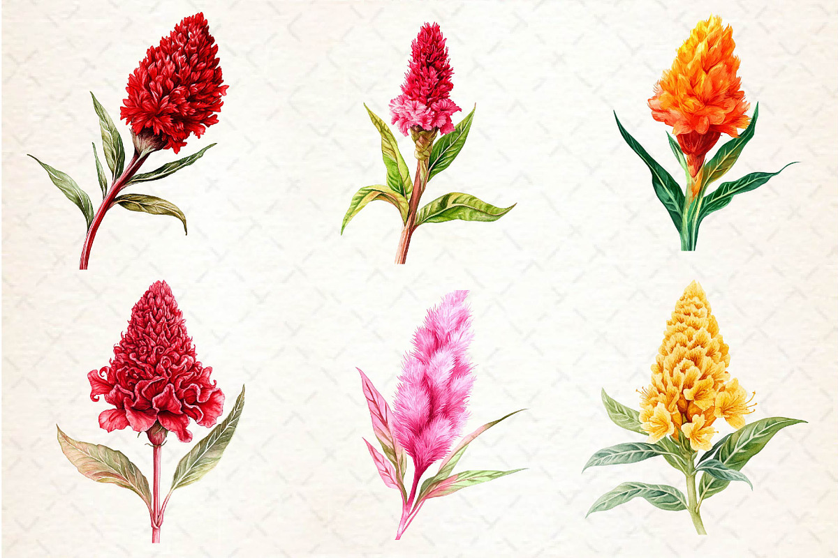 Celosia Flower Clipart, an Illustration by Dream Creation (Photo 2 of 6)